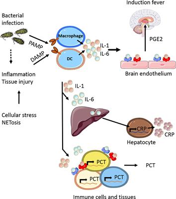 <mark class="highlighted">Future Biomarkers</mark> for Infection and Inflammation in Febrile Children